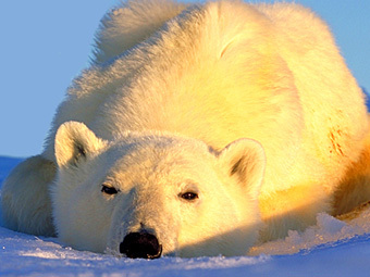 �������� �������, ���� � ����� danitadelimont.com