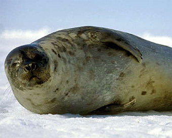 ����������� �����, ���� � ����� sbaikal.ru