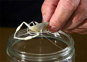 ������������ �� ������ ������. ���� AFP