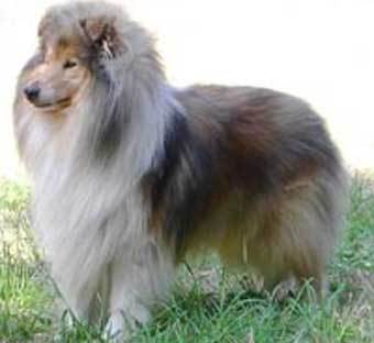 ������ ������ �����. ���� � ����� petsby.com