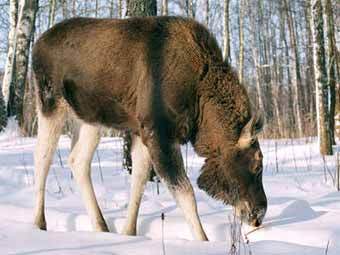 ���� � ����� smolensk-travel.ru