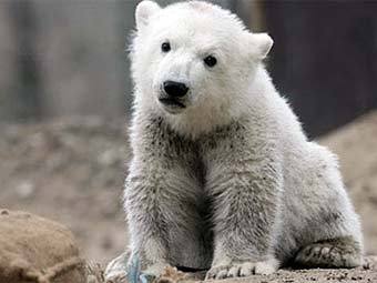 ���������� ����. ���� � ����� knut-und-seine-freunde.de