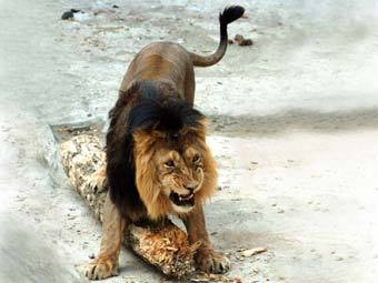 ��������� ��� �� ����������� ��������. ���� �. ������������ � ����� moscowzoo.ru