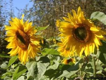 ������������. ���� � ����� www.aris.kuban.ru