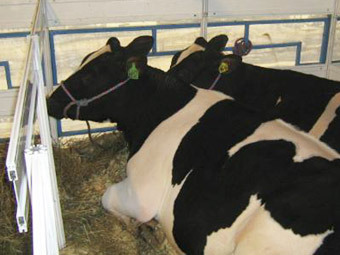 ���� � ����� vesti.kz