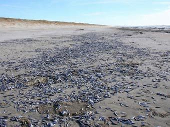 ���� � ����� klaipeda.diena.lt