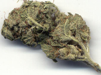 ������� ���������. ����������� � ����� erowid.org