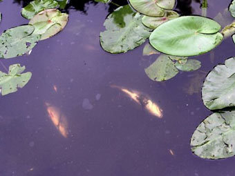 ������� ���� � �������. ���� DELFI