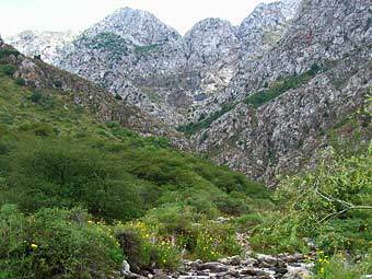 ���� � ����-������������� �������. ����  Wackyrussell