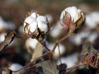 ����������. ���� &copy;AFP