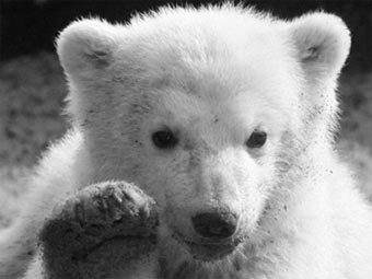 ����. �������� ���� &copy;AFP