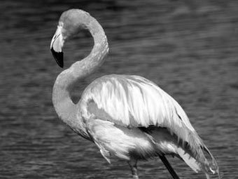 ���� � ����� publicdomainpictures.net 