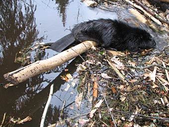 ����� �� �������. ���� � ����� ohota.by