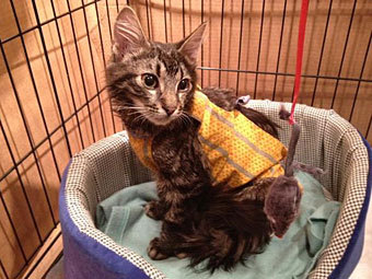 ���� ����� ��������. ���� �� �������� ���� �������