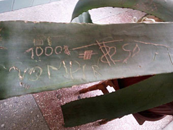 ���� �����-������ ���