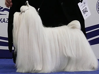  .    malteseworld.ru