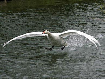 .    telegraph.co.uk