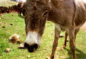 ������������� ������� � �����������. ���� CNN, �����